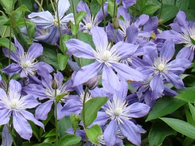 clematis-arabella--2