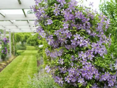 clematis-arabella-