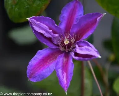 clematis-fireworks--1