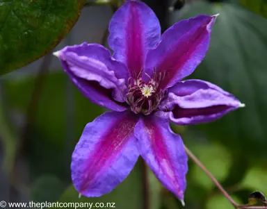 clematis-fireworks-