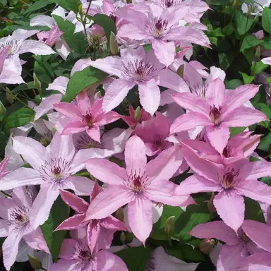 clematis-hagley-hybrid--1