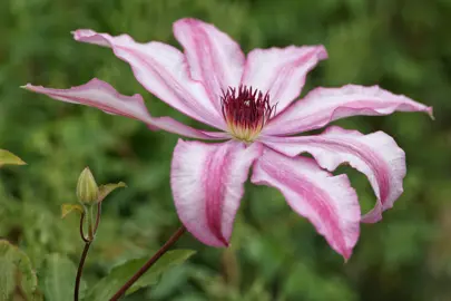 Clematis 'John Warren' pink and white flowers.