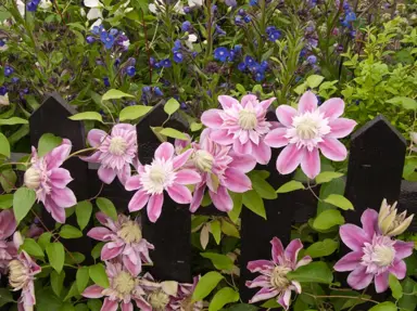 clematis-josephine-