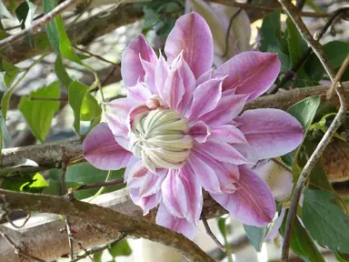 clematis-josephine-1