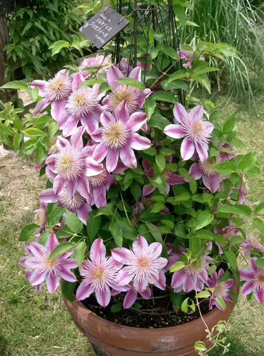 clematis-josephine-2