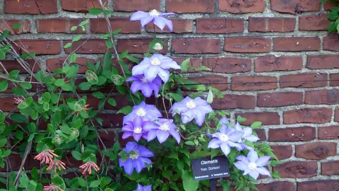 Clematis Ken Donson growing against a wall with blue flowers.