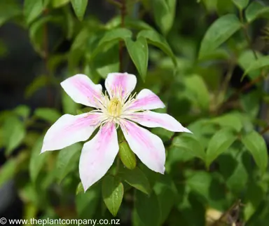 clematis-lincoln-star--1