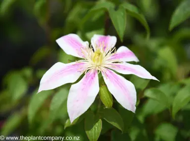 clematis-lincoln-star-