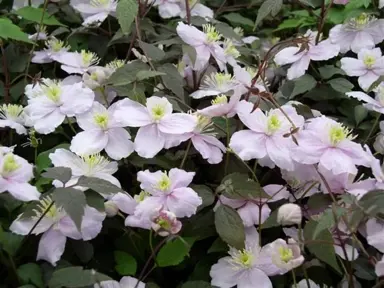 clematis-mayleen-