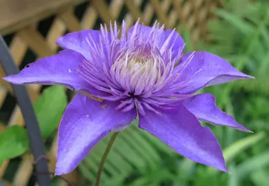 Clematis 'Multi Blue' flower.