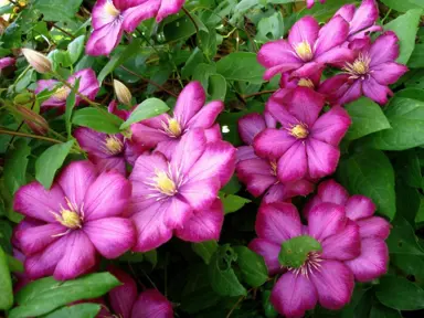 Clematis 'Ville de Lyon' pink flowers and lush green foliage.