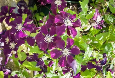 clematis-warszawska-nike-