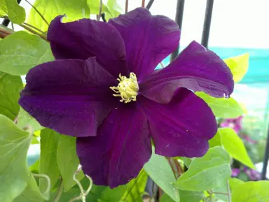 clematis-warszawska-nike-1