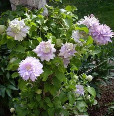 clematis-belle-of-woking-