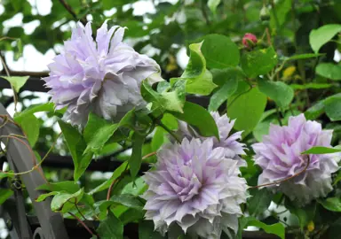 clematis-belle-of-woking-5