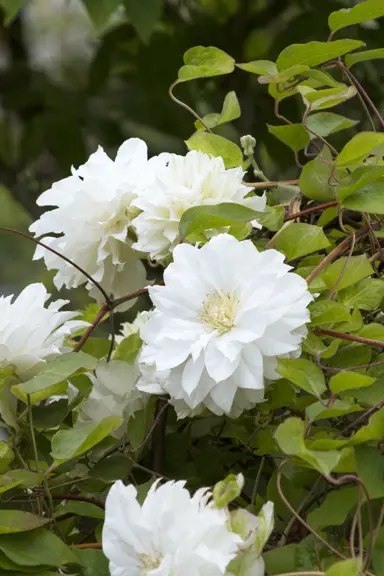 clematis-duchess-of-edinburgh-2