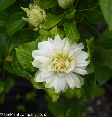 clematis-duchess-of-edinburgh-3