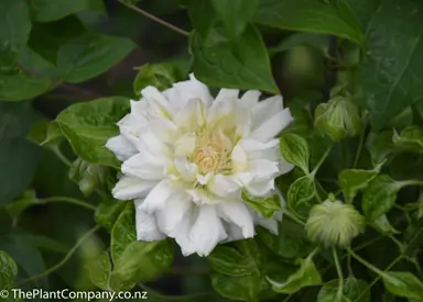 clematis-duchess-of-edinburgh-4