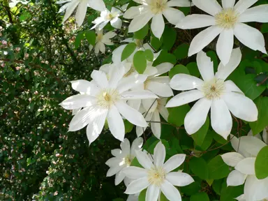 clematis-henryi-