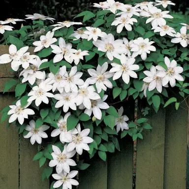 clematis-henryi-1