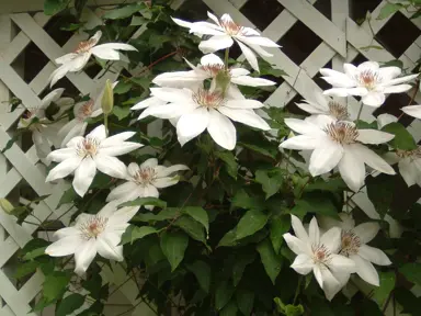 clematis-henryi-2