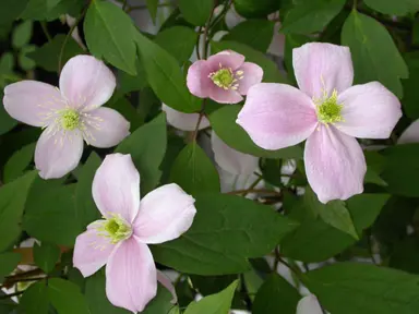 clematis-elizabeth-