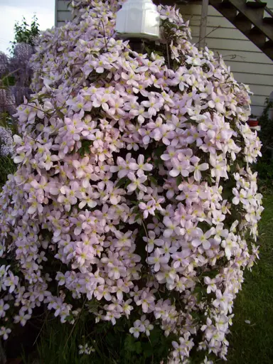 clematis-elizabeth-1