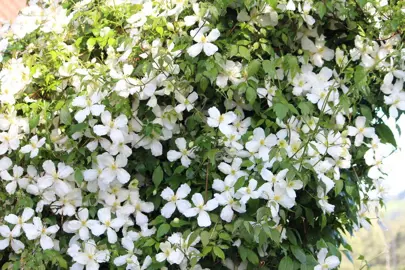 clematis-snowflake-