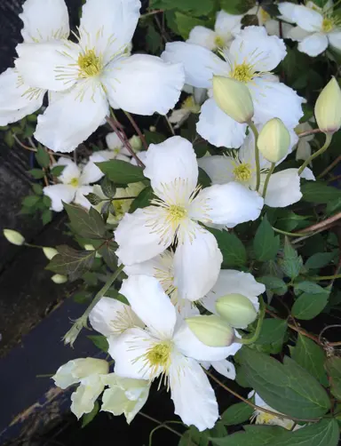 clematis-snowflake-1