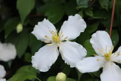 clematis-snowflake-2