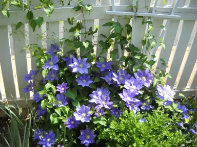 clematis-patens-hf-young-2