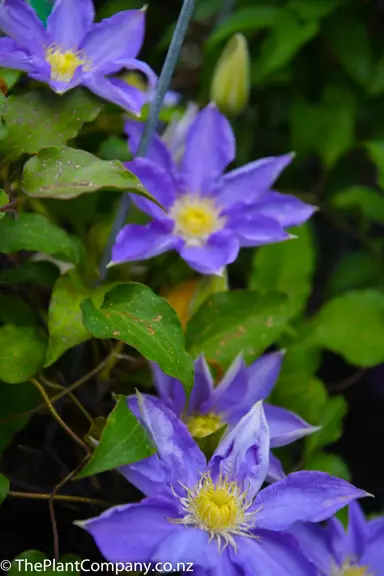 clematis-patens-hf-young-3