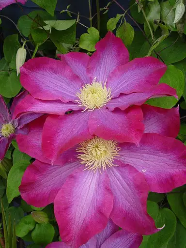 clematis-pink-champagne-1