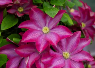 clematis-pink-champagne-2