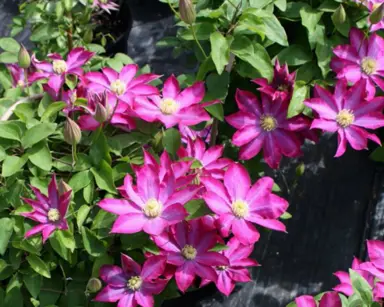 clematis-pink-champagne-3