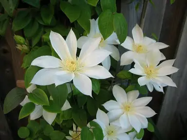 clematis-wadas-primrose-