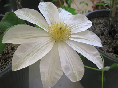 clematis-wadas-primrose-2