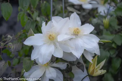 clematis-wadas-primrose-4