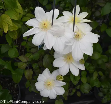 clematis-wadas-primrose-5