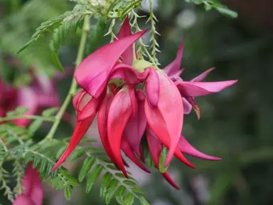 Clianthus puniceus Pink Flamingo pink flowers and green foliage.