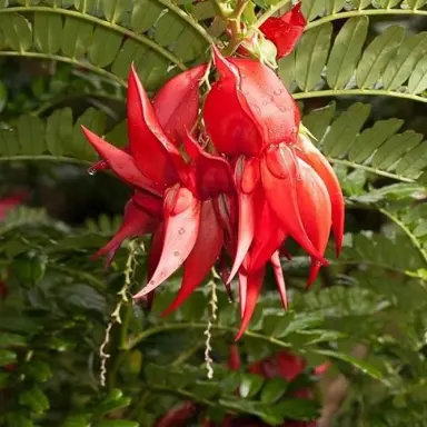 Clianthus Red Cardinal red flowers against green foliage.