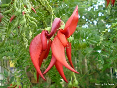 clianthus-puniceus-1