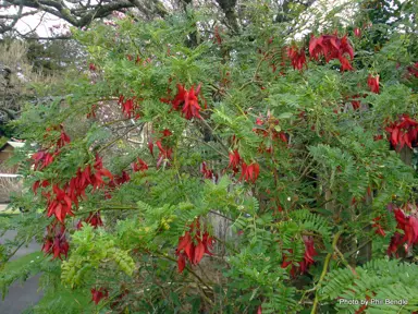 clianthus-puniceus-2