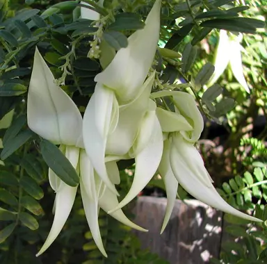 clianthus-puniceus-alba-4