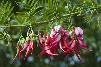 clianthus-puniceus-rosea-1