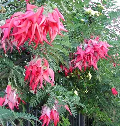 clianthus-puniceus-rosea-2