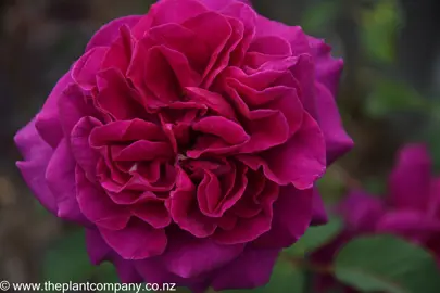 Climbing Rose 'Blackberry Nip' purple flower.