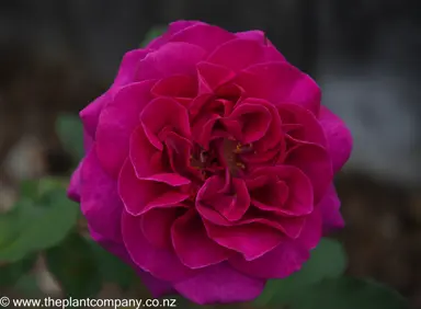 Beautiful purple flower on the climbing Rose 'Blackberry Nip'.