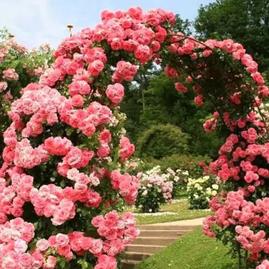 Rose 'Uetersen' climbing on a pergola.