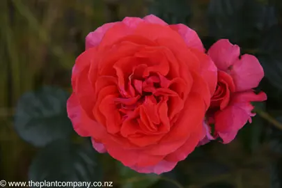 Beautiful rose-pink flower on the climbing rose 'Uetersen'.